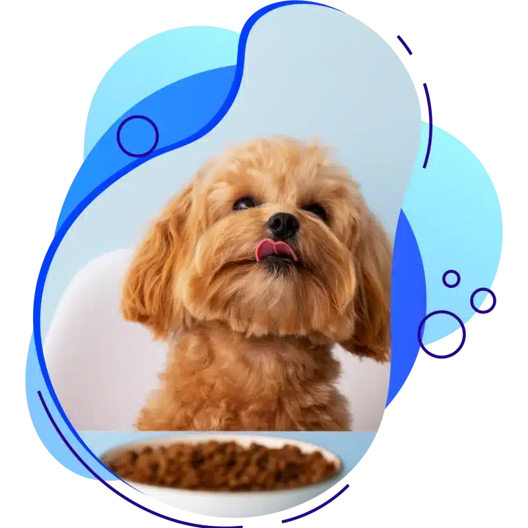 dog_banner2